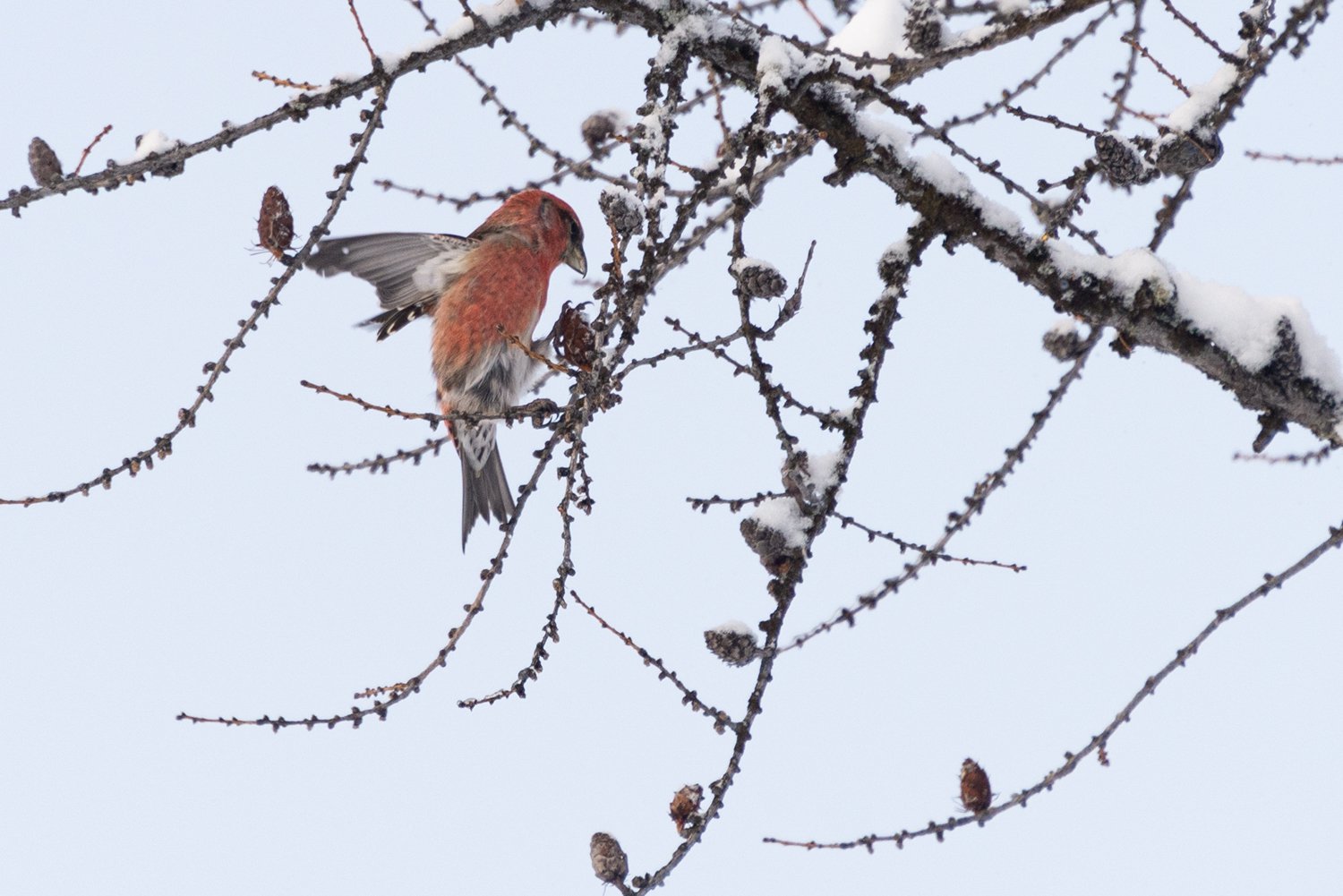 Белокрылый клёст