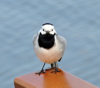 Белая трясогузка (Motacilla alba)