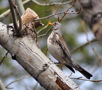 Рябинник (Turdus pilaris)