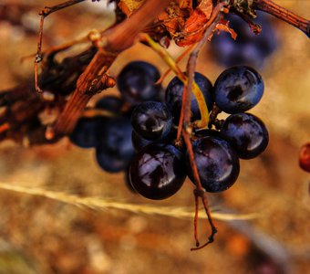 Гамэ́ (Gamay) – сорт винограда для  вин Божоле Нуво и ...