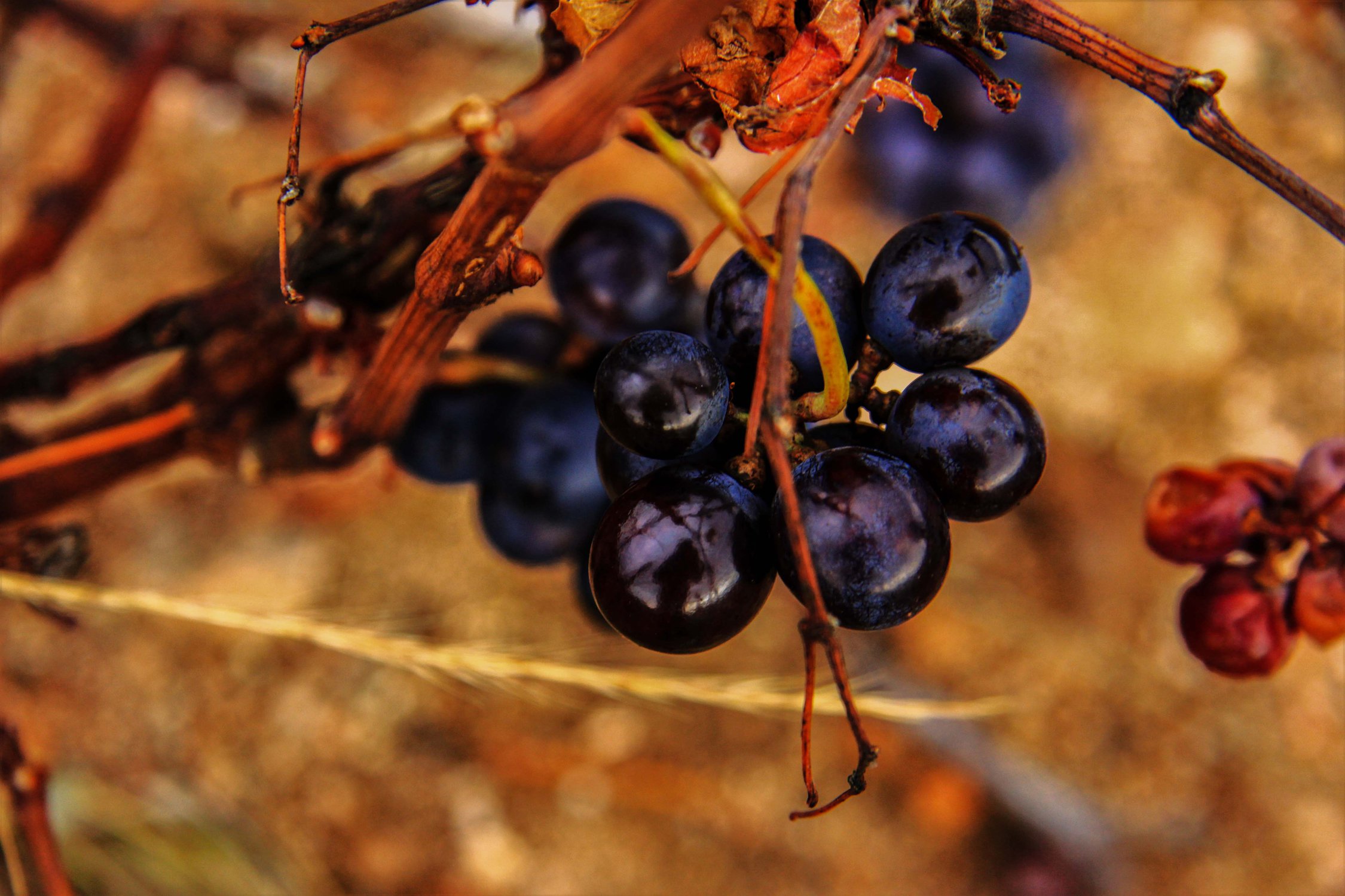 Гамэ́ (Gamay) – сорт винограда для  вин Божоле Нуво и ...