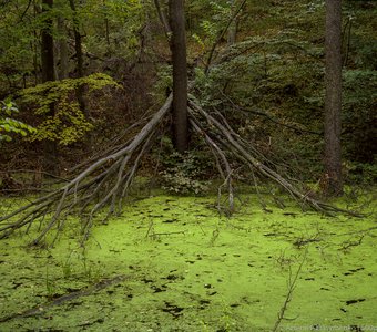 Dead Marshes