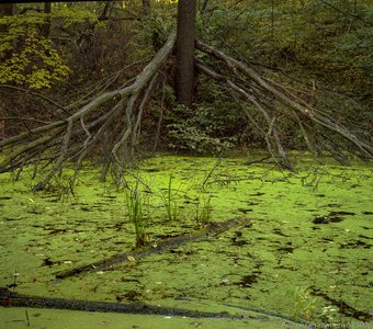 Заболоченный пруд в в Голосеевском лесу, Киев