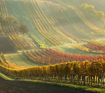Осенние виноградники Южной Моравии