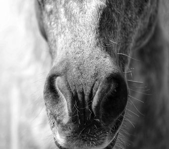 Портрет коня