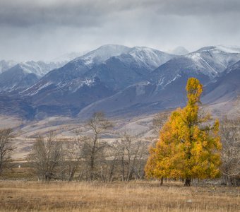 Могучая одинокая лиственница на берегу Чуи (Алтай)
