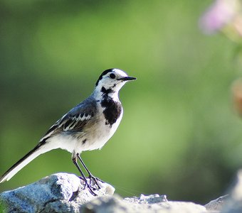 Белая трясогузка (Motacilla alba)