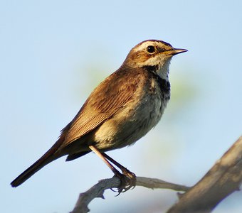 Варакушка (Luscinia svecica)