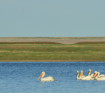Пеликаны на озерце в казахстанской степи