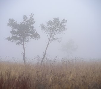 Потерянные в тумане