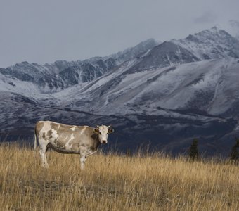Корова на осеннем холме (Алтай)