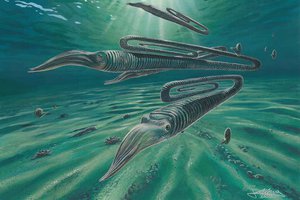 Древний моллюск мог жить до 200 лет: у ученых нет этому объяснения