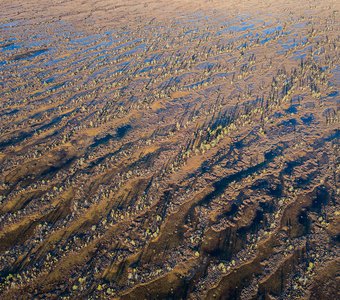 Узор карельского болота