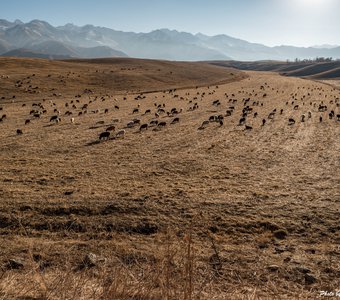 среднеазиатская идиллия - вид на горные просторы и на вернувшуюся с высокогорных джайлоо (пастбищ) на зиму отару нагулявших бока овец и баранов