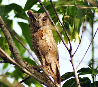 Сплюшка (Otus scops)