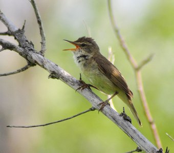 Садовая камышевка (Acrocephalus dumetorum)