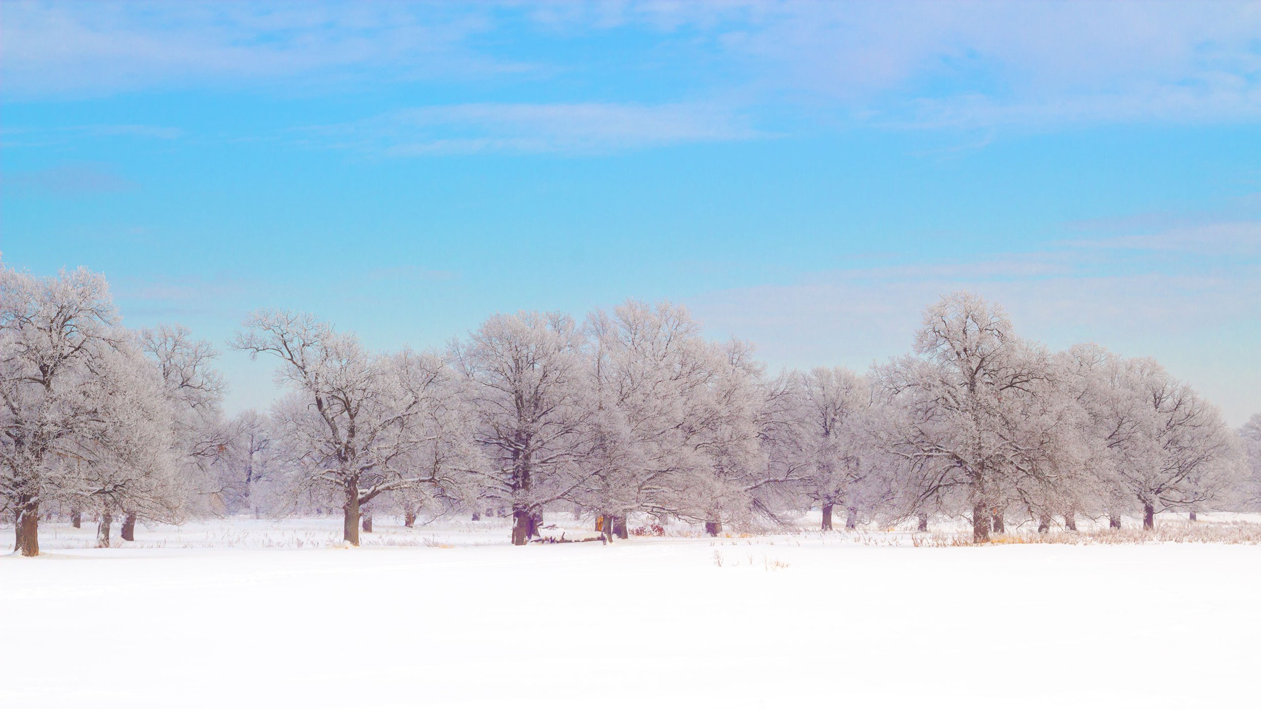 Зимнее настроение в дубовой роще