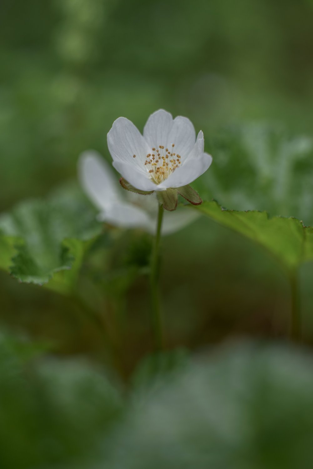 Белый ангел