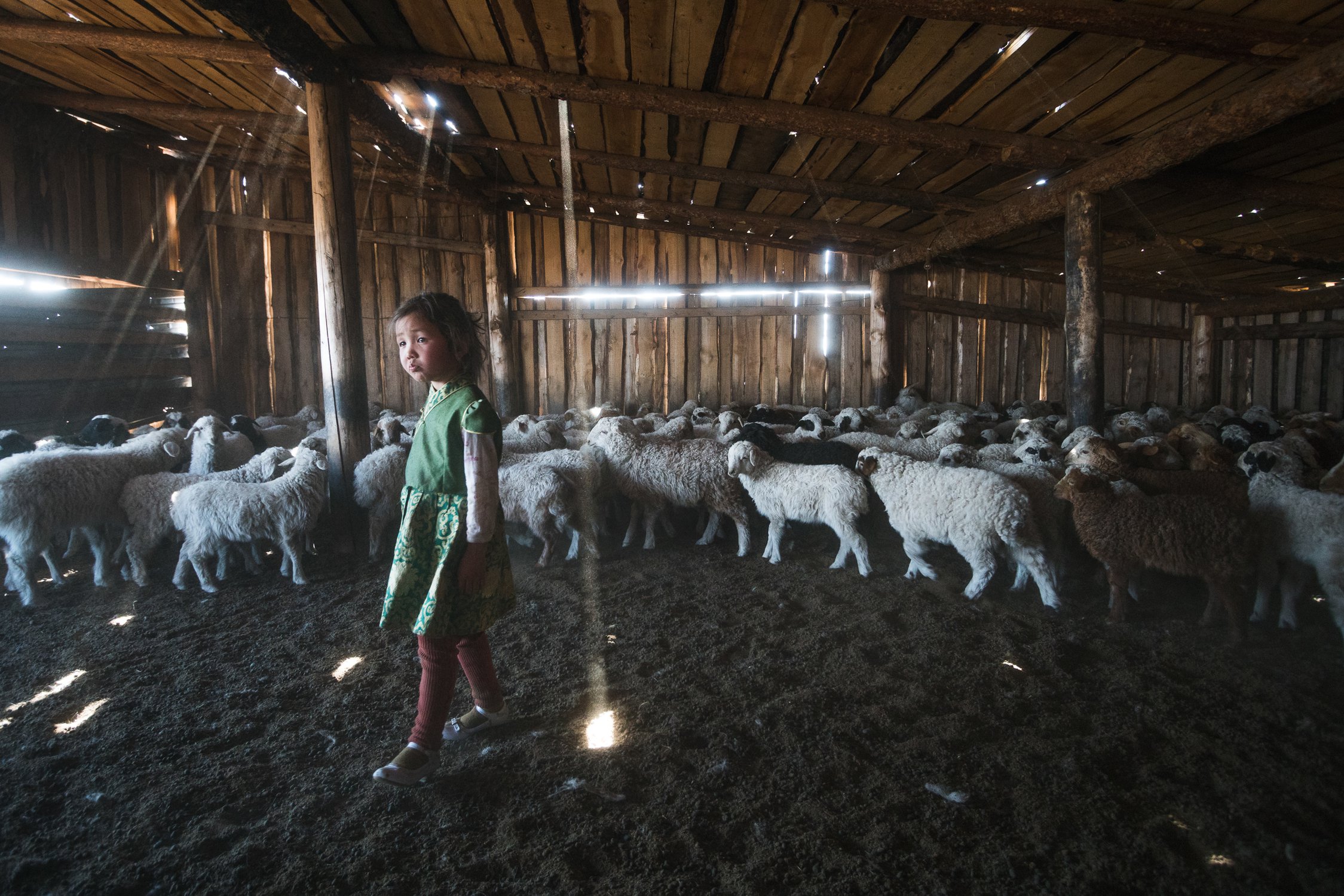 Юная чабанка