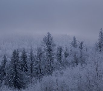 Холодное утро в тайге
