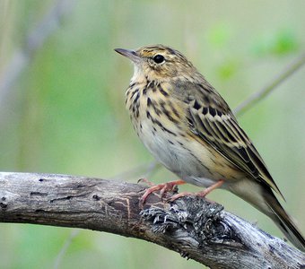 Лесной конек (Anthus trivialis)