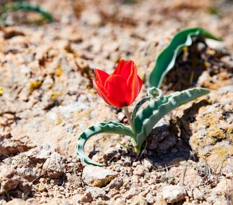 Весна в пустыне Бетпак-Дала.