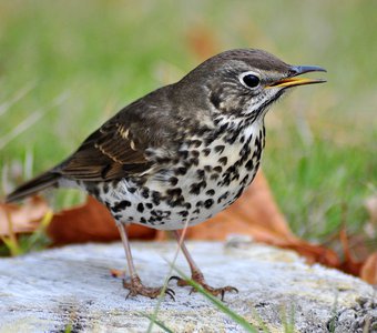 Певчий дрозд (Turdus philomelos)