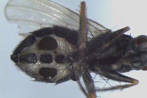 Грибы-паразиты превращают мух в зомби и медленно пожирают их внутренности