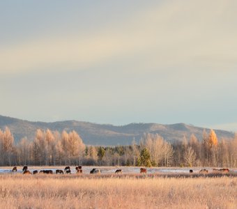 Первые лучи солнца Даурии