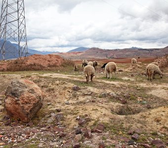 Перуанский пастух