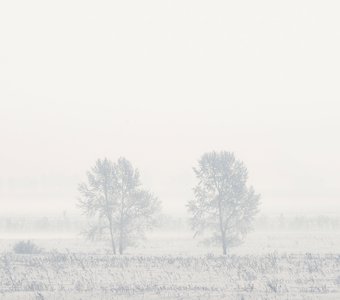 Морозное утро (Алтайский край)