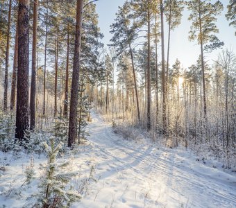 Уральский лес морозным днем