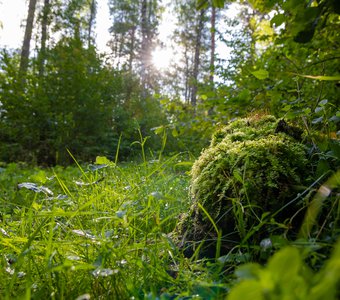 Утренний рассвет в лесу