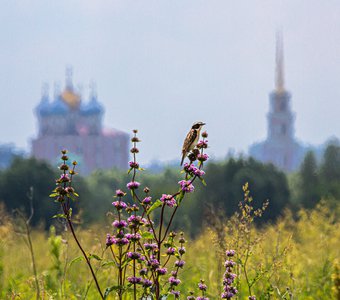 Луговой чекан любит Рязань!