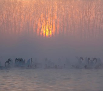 Лебеди в зимней алтайской ночи
