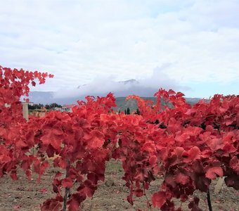Осенние виноградники в Крыму