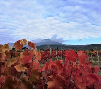 Поздняя осень на виноградниках Алуштинской долины