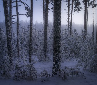 Морозные предновогодние туманы Новосибирска