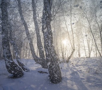 Вот и календарная зима пришла (Новосибирск)