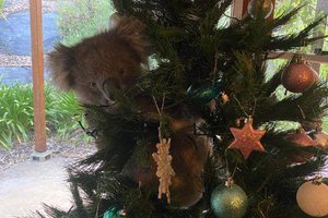 Коала забралась на рождественскую елку. Хозяева не сразу поверили, что она живая