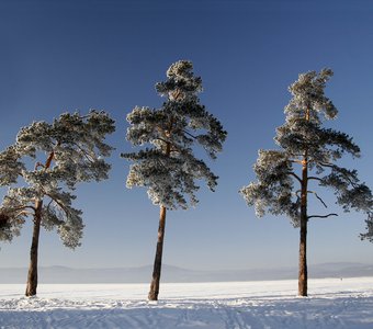 Три сестры