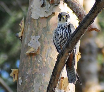 Обыкновенный чеглок (Falco subbuteo)