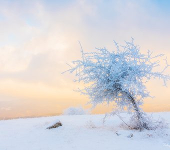 Замерзшее дерево