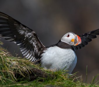 Знаменитая птичка Исландии