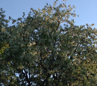 the wild tree, acacia