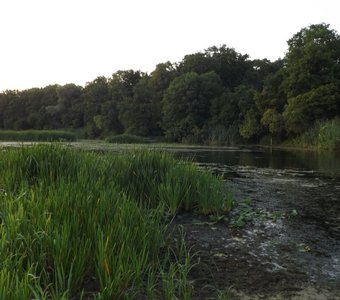 The Grove Beyond The River