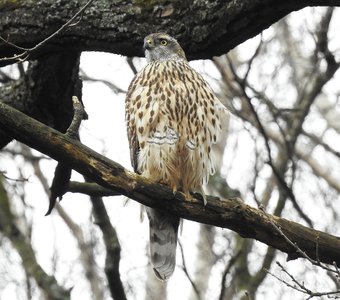 Ястреб-тетеревятник