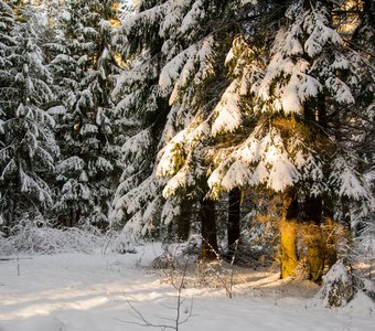 Луч закатного солнца