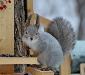 Кафе "Лесное". Семечки и орешки.