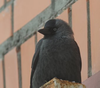 Галка на вершине декоративного стального столба возле стены здания /Jackdaw near the brick wall of the building at the top of the steel pole